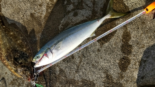 ワラサの釣果