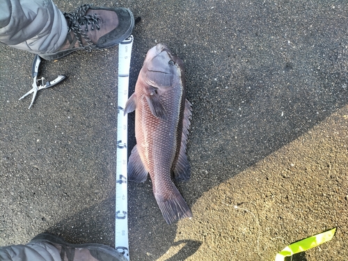 コブダイの釣果