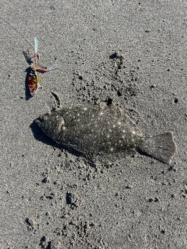 ソゲの釣果