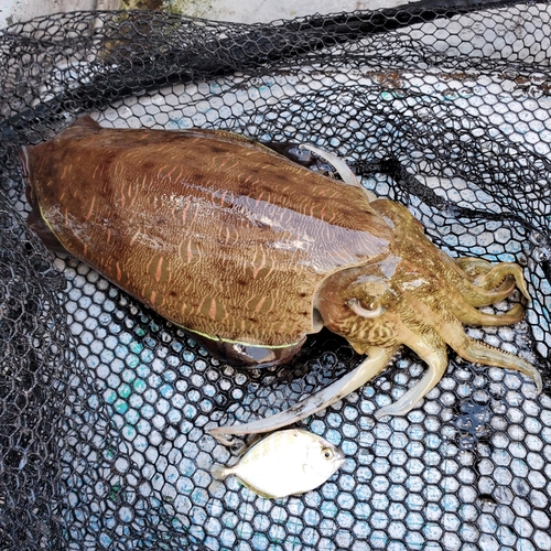 モンゴウイカの釣果