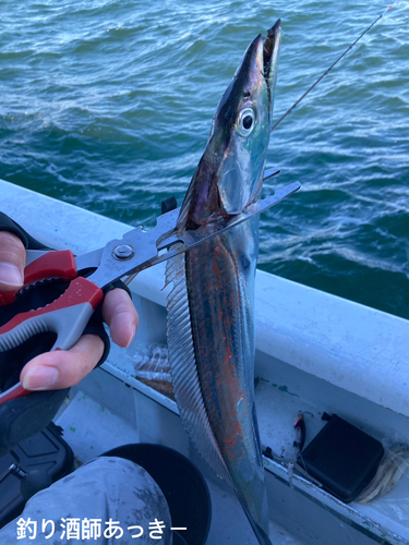 タチウオの釣果