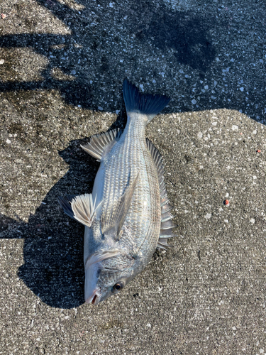 チヌの釣果