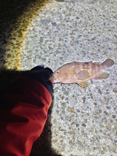 アコウの釣果