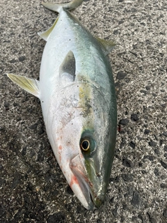 ハマチの釣果