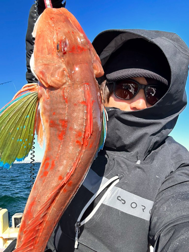 ホウボウの釣果