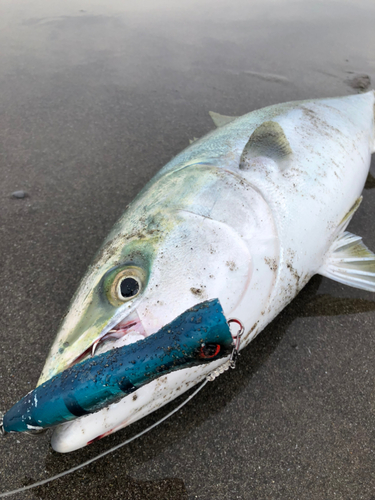 ブリの釣果