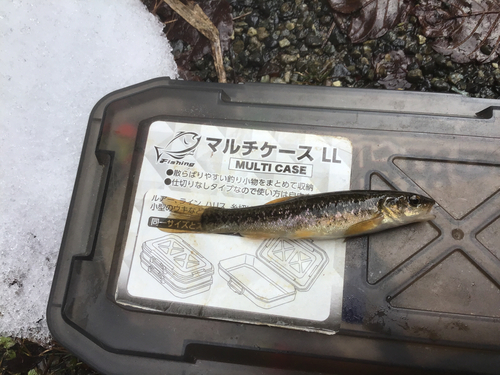 タカハヤの釣果