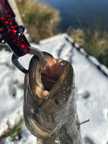 ナマズの釣果