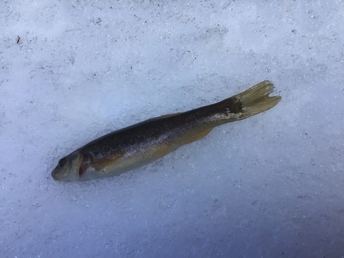 タカハヤの釣果