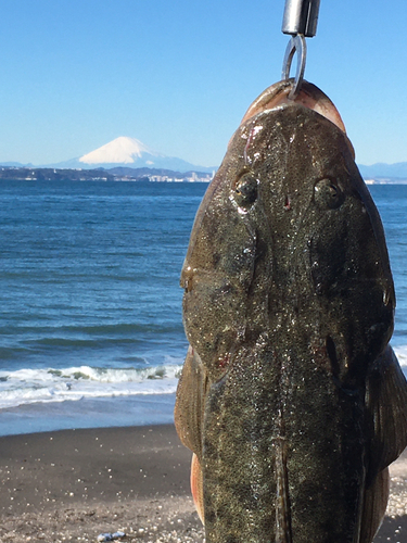 マゴチの釣果