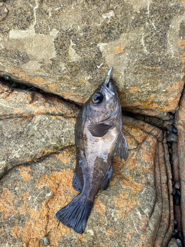 アオメバルの釣果