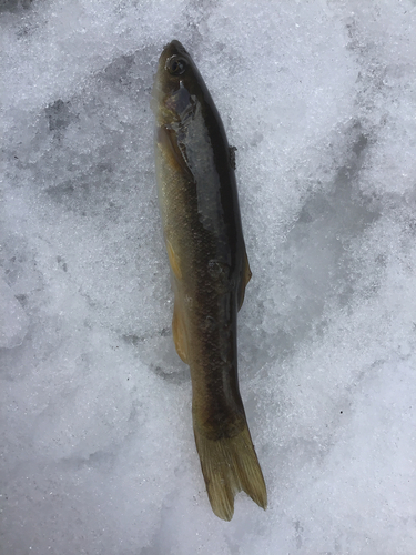 タカハヤの釣果