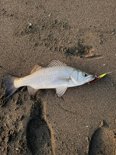 ヒラスズキの釣果