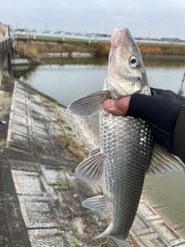 ニゴイの釣果