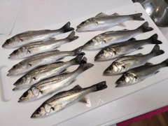 セイゴ（マルスズキ）の釣果