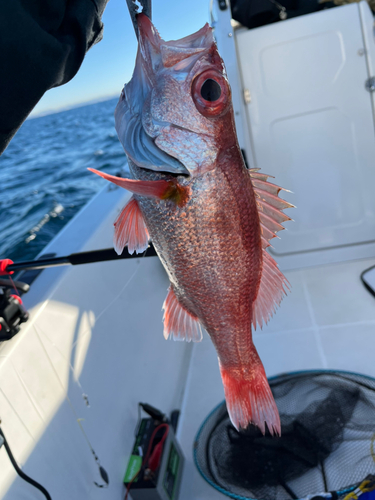 アカムツの釣果