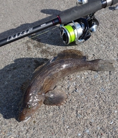 アイナメの釣果