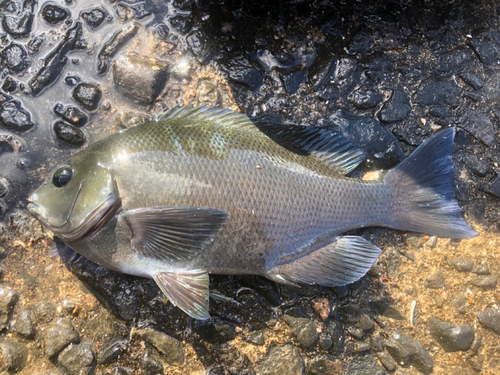 クチブトグレの釣果