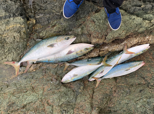 ブリの釣果