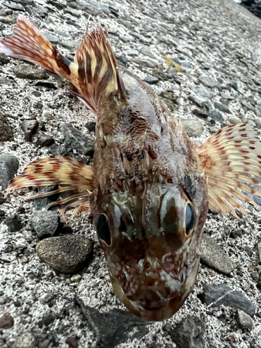 アラカブの釣果