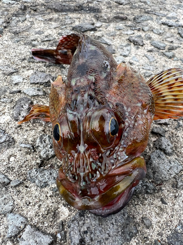 アラカブの釣果