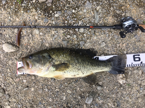 ブラックバスの釣果