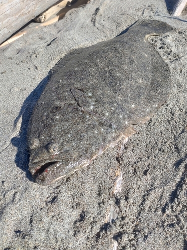 ヒラメの釣果