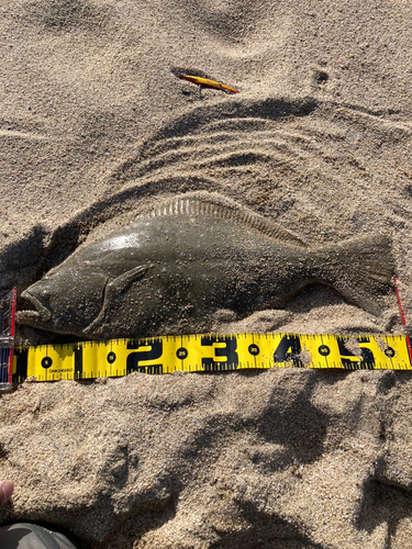 ヒラメの釣果