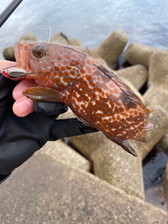 キジハタの釣果