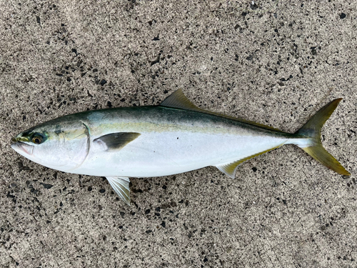 メジロの釣果