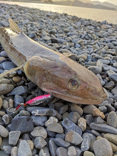 エソの釣果