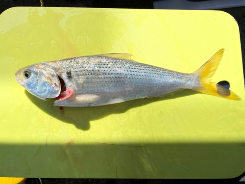 コノシロの釣果