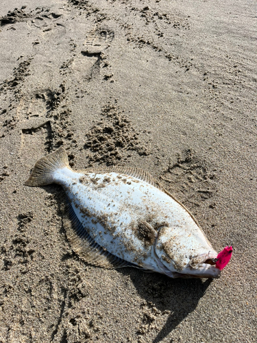 ヒラメの釣果