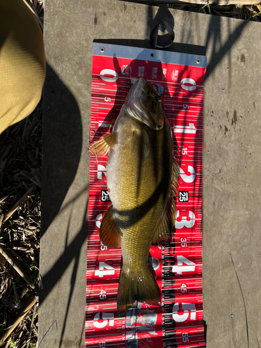 スモールマウスバスの釣果