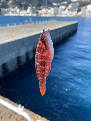 アカササノハベラの釣果