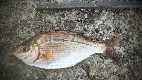 ウミタナゴの釣果