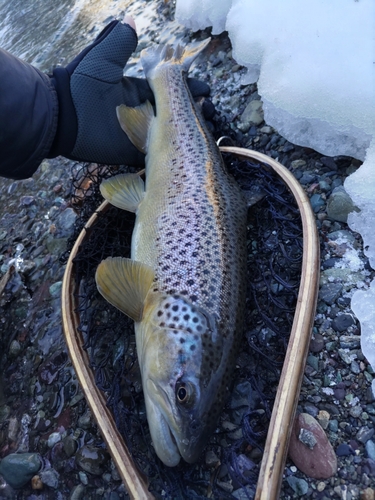 ブラウントラウトの釣果