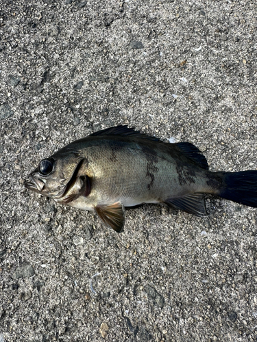 メバルの釣果