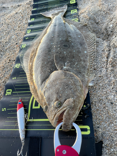 ヒラメの釣果