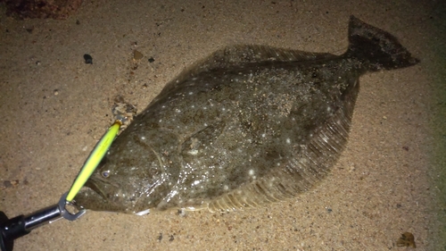 ヒラメの釣果