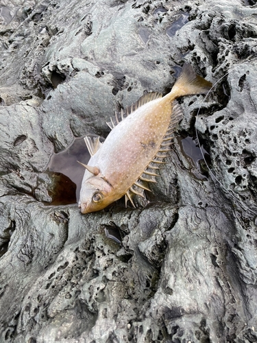 アイゴの釣果