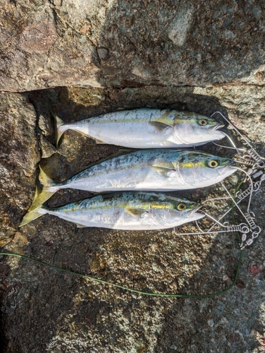 ハマチの釣果