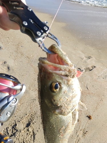 スズキの釣果