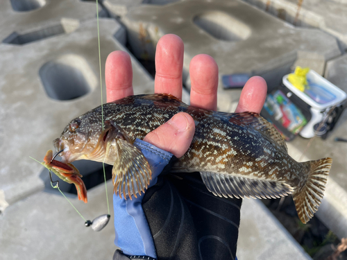 アイナメの釣果