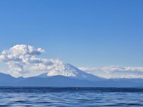 イサキの釣果