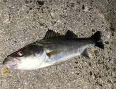 セイゴ（マルスズキ）の釣果