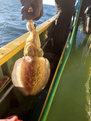 モンゴウイカの釣果