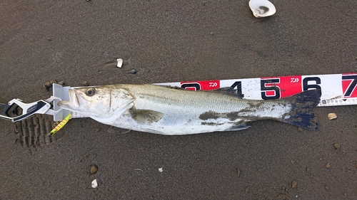 マルスズキの釣果