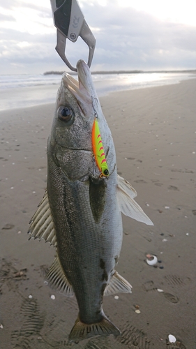 フッコ（マルスズキ）の釣果