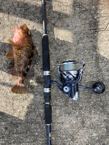 カサゴの釣果